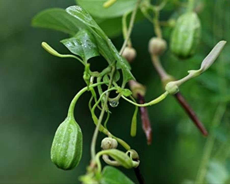 Hooka-bel Gandhanakuli Arkmula Garudakkoti Kudukkamooli Pan Airi Aristolochia Indica Aristolochiaceae Indian Birthwort Duck Flower Plant in Poly Bag