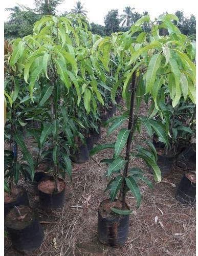 CHAUSA AAM MANGO PLANT