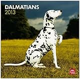 Dalmatians 2013 Calendar