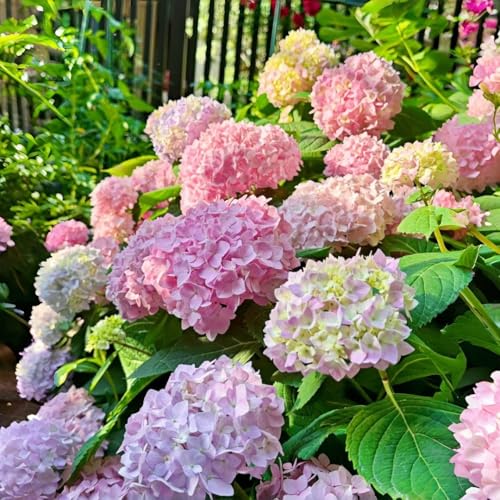 Hydrangea Seeds for Planting 45pcs Large-Bloom Perennial Shrubs Beautiful Pink Flowers for Garden Beds Borders & Landscaping