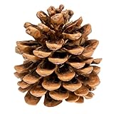 Natürliche Pinienzapfen aus der Türkei: Jeder Karton enthält 10 Zapfen von 12-14 cm Größe.