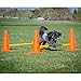 Ball Dynamics FitPAWS CanineGym Agility Kit
