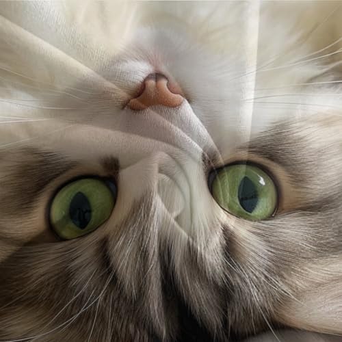 Parure de lit chat pour chambre d'enfant et lit double adulte cocooning - 7
