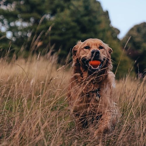 Beco Hundespielzeug - Naturkautschukball zum Apportieren, Spielzeug für Hunde, leicht zu Finden, leuchtende Farben - Gelb