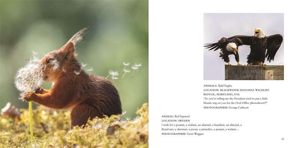 Comedy Wildlife Photography Awards Vol. 3 - Image 5