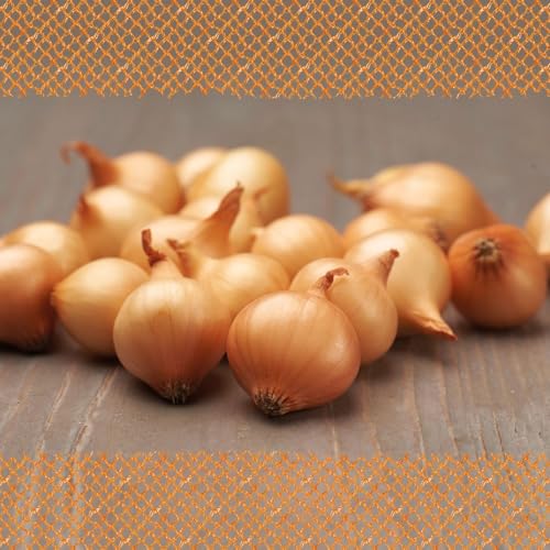 FLORTUS – Wintersteckzwiebel Stuttgarter Riesen 500 g Netz zertifiziertes Pflanzgut – Zwiebelgröße 8-21 mm, für den Anbau von mild-scharfen, goldenen & lagerfähigen Zwiebeln – Für Garten & Hochbeet