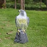 Garden Mile® Realistic Life-Like Falcon Decoy Bird Deterrent Repellent Scarecrow For Pest Control Protecting Garden Against Predators Plastic Hawk Bird Of Prey Statue Ornament For Outdoor Lawn Decor