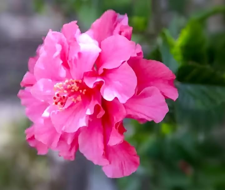 Image of Double Petal Pink Hibiscus Flower Live Plant | Beautiful All Season Hibiscus Tree | Healthy Flowering Plant for Indoor Outdoor Home Garden | Safe Packing |(Without Pot)