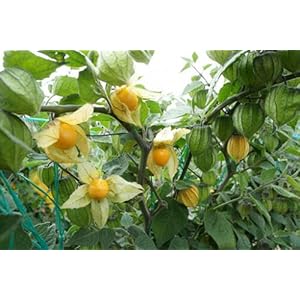 10 Zaden Goudbessen – PHYSALIS PERUVIANA – Kaapkruisbes