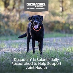 Nutramax Laboratories Dasuquin Joint Health Supplement for Large Dogs - With Glucosamine, Chondroitin, ASU, Boswellia Serrata Extract, and Green Tea Extract, 84 Soft Chews Nutramax Laboratories Dasuquin Joint Health Supplement for Large Dogs With Glucosamine Chondroitin ASU Boswellia Serrata Extract and Green Tea Extract 84 Soft Chews