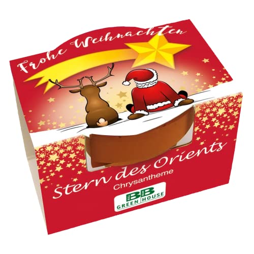 Bull & Bear Mini Pflanzset \'Frohe Weihnachten\' mit Samen für Stern des Orients im Topf 4,5cm, Chrysantheme Anzuchtset mit Pflegeanleitung Bull & Bear Mini Pflanzset \'Frohe Weihnachten\' mit Samen für Stern des Orients im Topf 4,5cm, Chrysantheme Anzuchtset mit Pflegeanleitung