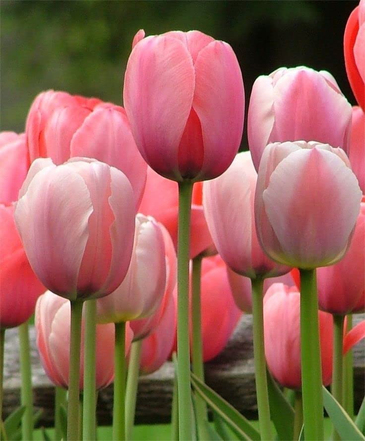Tulip Flower Pot Plant Live Pack of 1 By Zabbus Pink