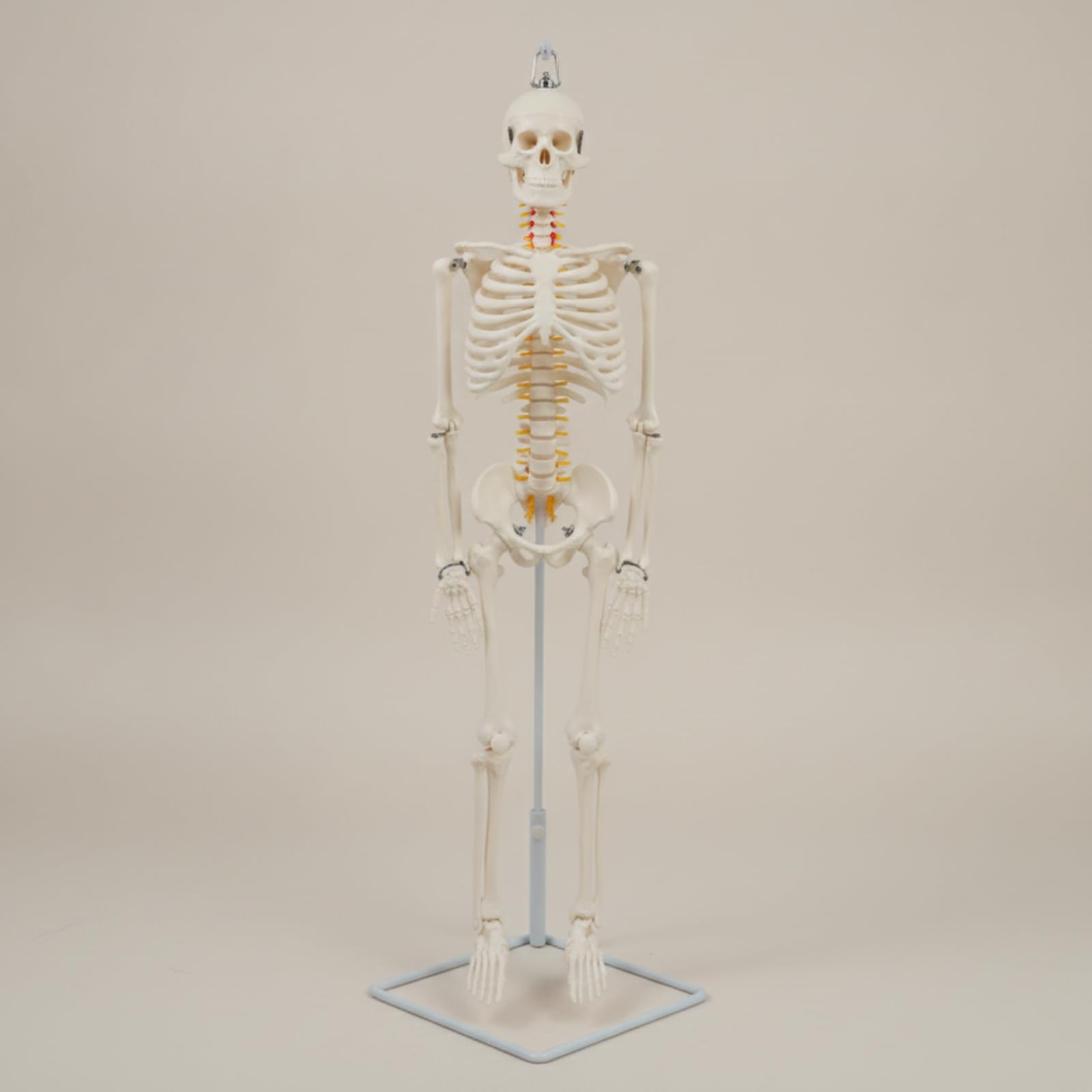 Almencla Lehrskelett Anatomie Modell Skelett Figur Skelettmodell Skelettpuppe aus Langlebigem PVC mit Aufhängung Und Stabilem Sockel für Labor Hörsaal Behandlungsraum für Anschauung Untersuchung