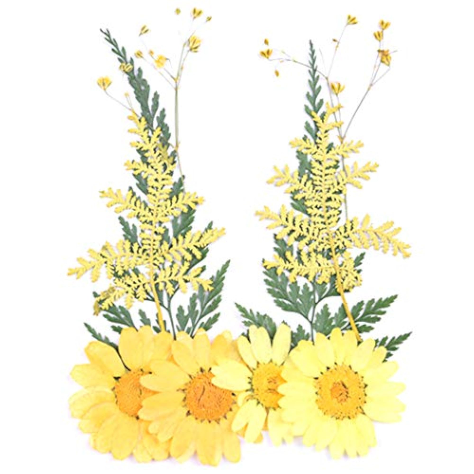 10PCS Daisy Pressed Flower Decorative Assorted Dried Flower Kit