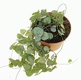 Planta de gran calidad. Ceropegia Planta Natural para Decorar el Hogar Ceropegia Woodii