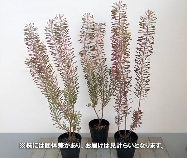 Amazon｜リューカデンドロン：パープルヘイズ 5号鉢植え*[冬に美しい