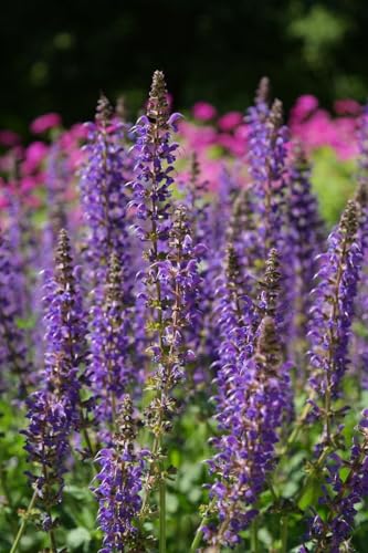 Graines Sauge des prés - Salvia pratensis - Sachet d'environ 100 graines - Graines de style - Entreprise française