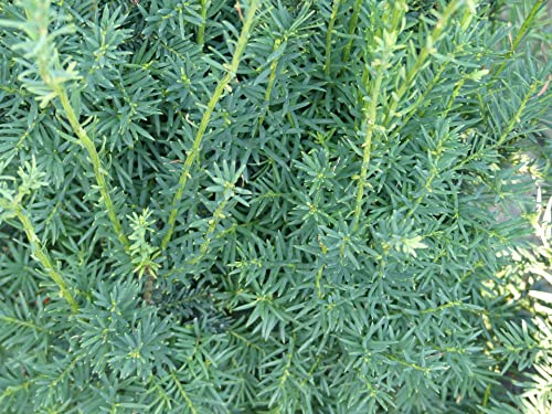 Taxus baccata Xanadu - Strauch-Eibe Xanadu