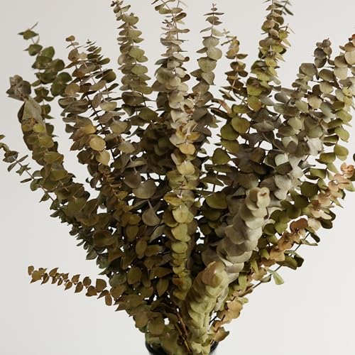10 piezas de hojas secas de eucalipto para decoración miniatura 4