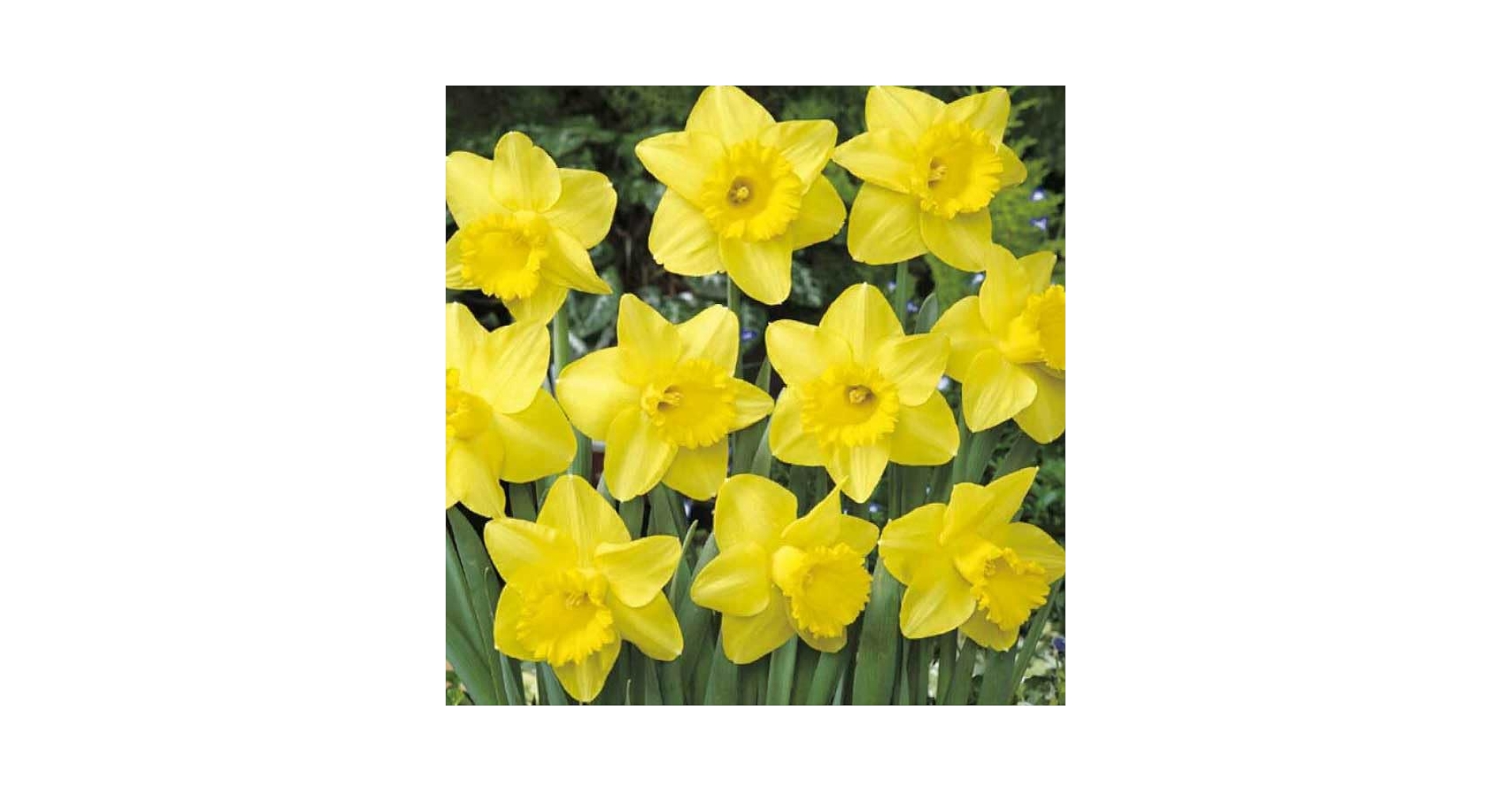 Amazon.co.jp: 水仙 【ラッパ咲き 黄花】 球根 (2球入) (植え付け Amazon.co.jp: 水仙 【ラッパ咲き 黄花】 球根 (2球入) (植え付け