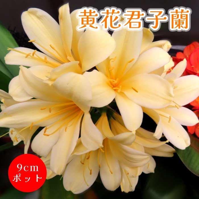 Amazon.co.jp: 黄花君子蘭 苗 9cmポット キバナクンシラン 多年草 葉も
