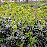 Euphorbia amygdaloides Robbiae, 24 plantes, diamètre : 9 cm, hauteur : 10 à 25 cm, couvre-sol, à feuilles persistantes, pour ombre et mi-ombre, floraison printanière jaune-vert et vert-jaune, facile d'entretien