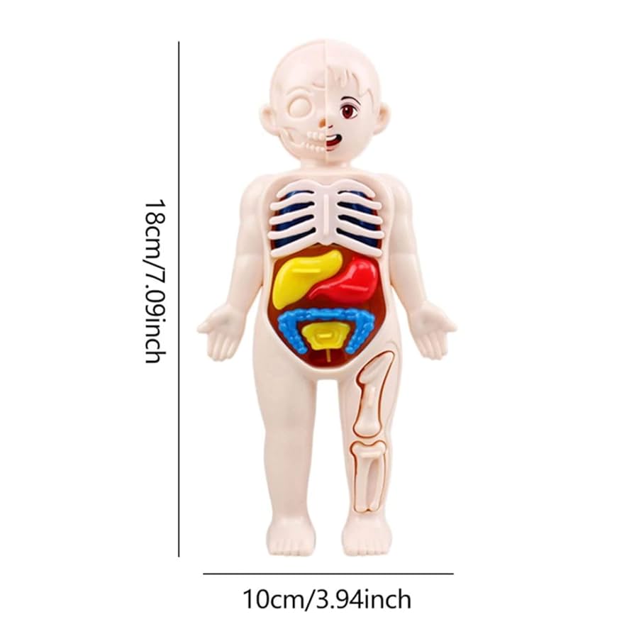 可動式人体模型 約90センチ教育用 51r8eZK2BbL.jpg_BO30,255,255,