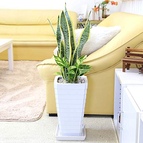 ポトス 寄せ植えの人気商品 通販 価格比較 価格 Com