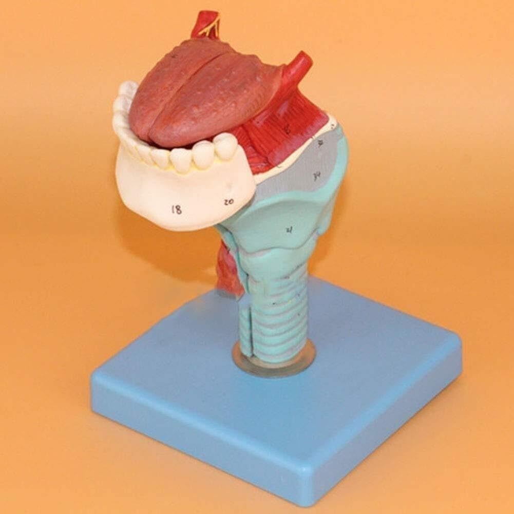 Model ludzkiego gardła, model anatomiczny krtani naturalnej wielkości | Model kości jamy ustnej i mięśni krtani, Model jamy ustnej, krtani i nosogardzieli, do badań medycznych w klasie