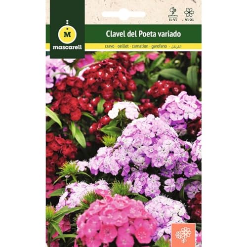 Mascarell Semillas, CLAVEL DE POETA SIMPLE VARIADO, Semillas Flores Exterior para Decoración, 2 Gramos