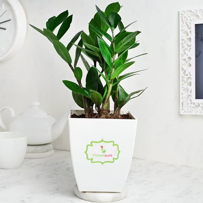 See full amazon price history chart for FlowerAura Decorative Green Zamia Airpurifying Foliage Live Indoor Plant With White Plastic Pot Vase For Living Room, Bedroom, Balcony, Table Corner, Office/Home Decoration FlowerAura Decorative Green Zamia Airpurifying Foliage Live Indoor Plant With White Plastic Pot Vase For Living Room, Bedroom, Balcony, Table Corner, Office/Home Decoration (B0C3LTN5R9) Amazon Price History, Amazon Price Tracker