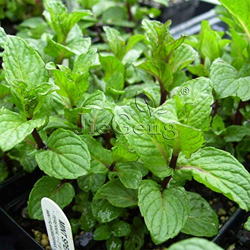 Shopvise Spearmint * 1 Packet 20' S (Pcs) * Herbs Gaden * Flower Samen Sime * Green Mint * Mentha Spicata: 5 Packets