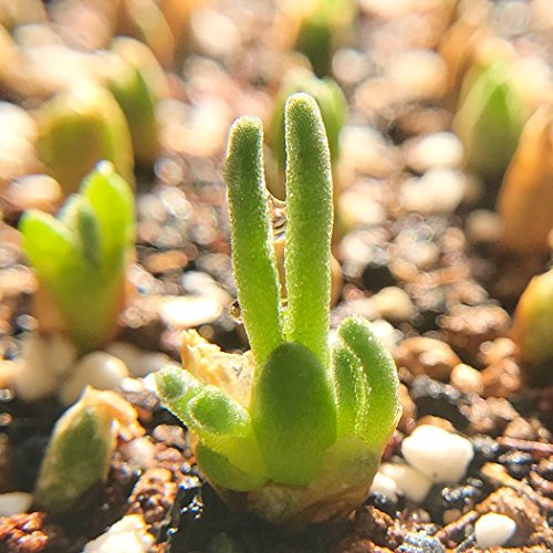 Ncient 100 Semillas de Plantas Suculentas 5 Tipos Semillas Protección Radiológica Semillas Flores Raras Plantas Bonsai para Oficina Jardín Balcon Interior y Exteriores