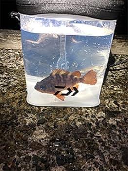 Amazon.co.jp: DAIWA Portable Watering, Clear Black, 15 A