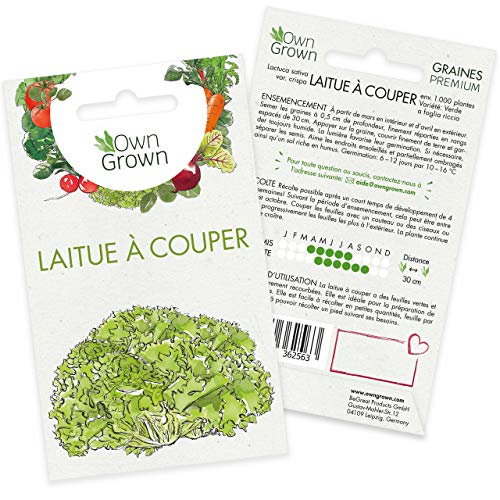 Graines de laitue à couper (Verde ricciolina), graines de laitue à couper à cultiver OwnGrown, graines pour environ 1000 plants de la variété Verde a foglia riccia