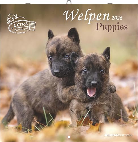 Alpha Edition - Welpen Kalender 2026 – Wandkalender 30x30 cm (30x60 cm geöffnet) – Für Hundeliebhaber – 12 süße Hundefotografien, viel Platz für Notizen, mit Feiertagen & Ferienterminen: Puppies