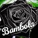 Bambola (feat. Young Sn1per) [Explicit]