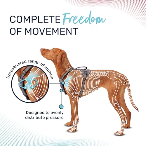 Image of Halti Anatomy Dog Harness with Handle | Size L, Grey | Padded, Adjustable & Reflective No Pull Dog Harness, 3 Leash Attachment Points including Front Clip, Suitable for Large Dogs