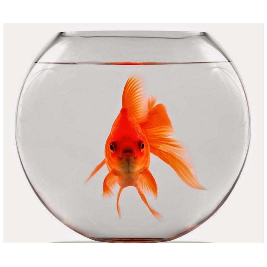 Trade Shop - Ampolla Boccia per Pesci in Vetro 30 Cm Acquario Pesce Rosso Centrotavola