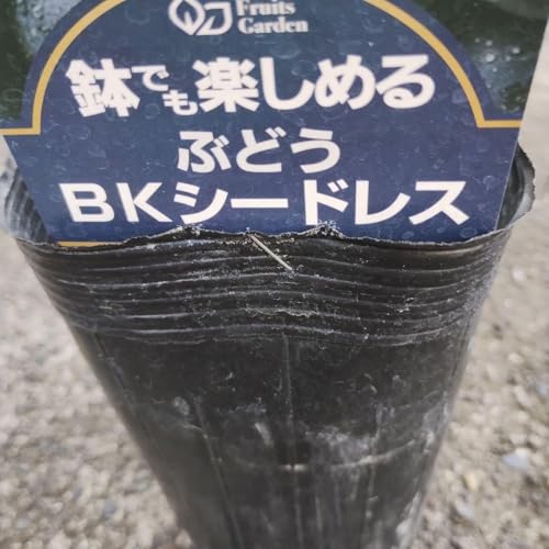 ブドウ 種 BKシードレス 正規品のサムネイル