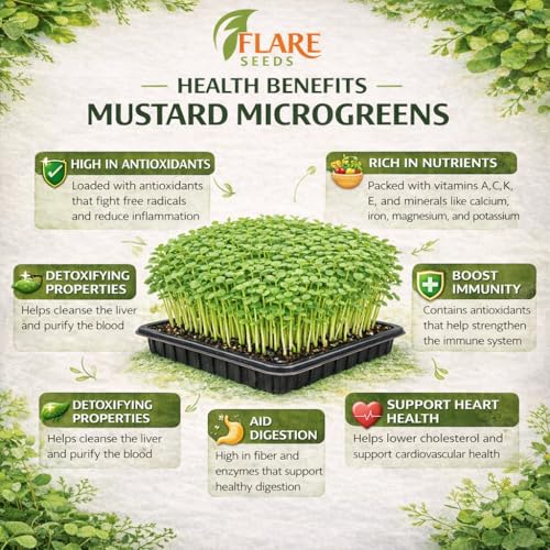 Image of Mustard Microgreen Seeds, Chemical-Free Non-GMO, 100 gm Pack with Coco Disk, Rich in Antioxidants and Nutrients, Grown in India