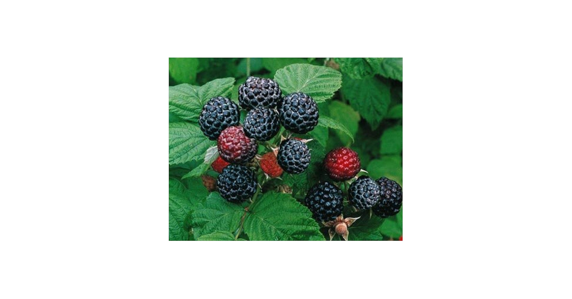 Amazon.com : 2 Jewel - Black Raspberry Plant - Everbearing