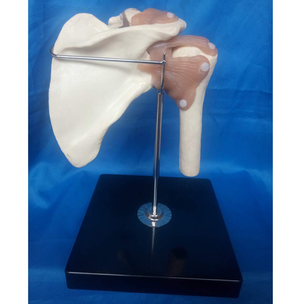 Modello anatomico di articolazione della Spalla Umana - Modello di articolazione della Spalla con Funzione legamentosa - per Modello didattico con Display da Studio, Materiale di Laboratorio