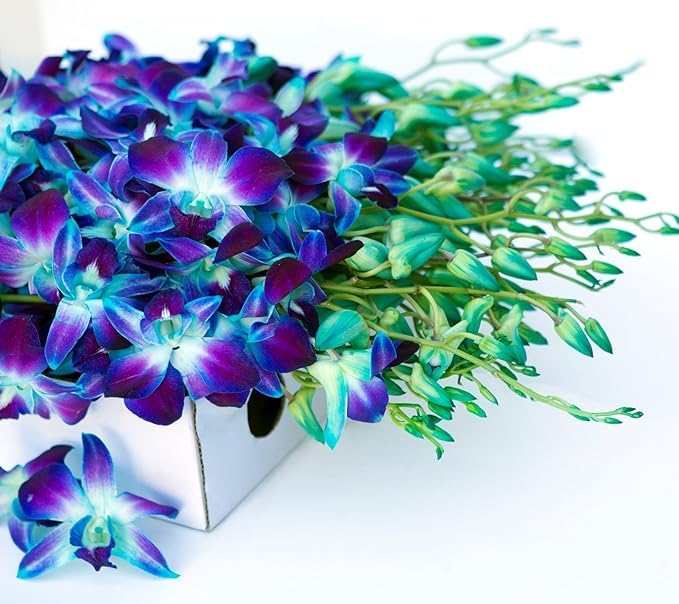 KaBloom Flowers - Mother's Day Collection - 30 Blue Orchids (Cut-to-Order, and Homegrown in the USA).Gift for Birthday, Easter, Anniversary,Mothers Day Fresh Flowers