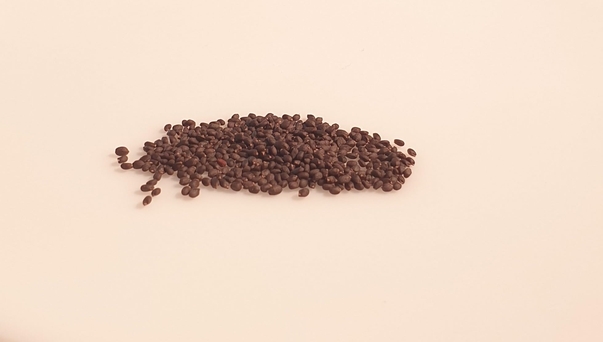 Le Grenier D'Abondance - Graines De Basilic Fin Vert (100 Graines, Ocimum Basilicum)