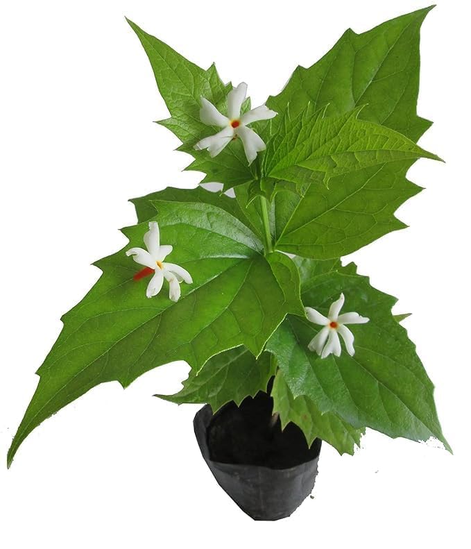 Image of Live 12 months flowering Parijat /Baromasi flowering | Harsingar live Plant & Tree | Night Flowering Jasmine | Night Queen Highly Fragrant Plant | Pack of 1 (harsingar plant)