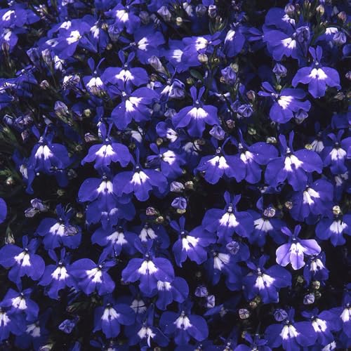 Perfect Plants Trailing Lobelia Dark Blue 10 Pack Garden Ready Plants