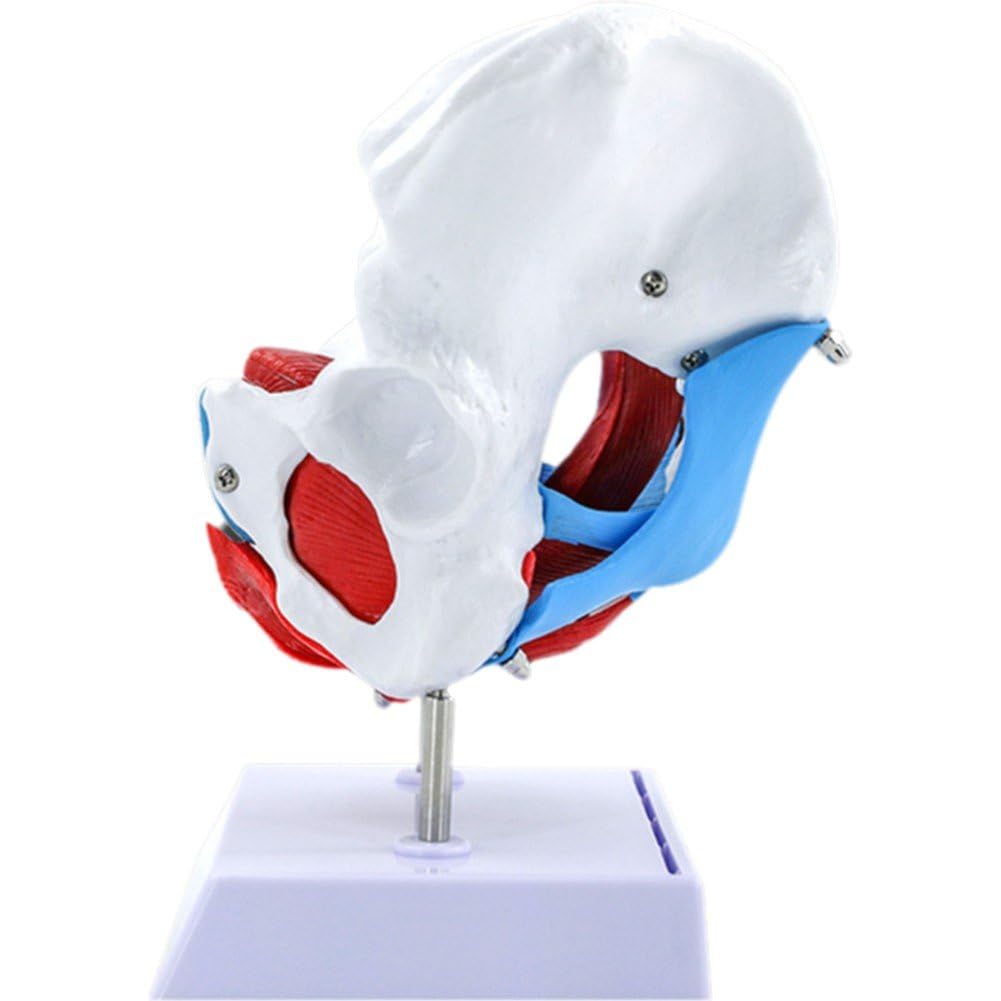 Modelo De Pelvis Femenina, Modelo De Anatomía De Pelvis Femenina Esqueleto Humano Ciencia Médica Equipo Educativo Anatomía Suministros De Medicina