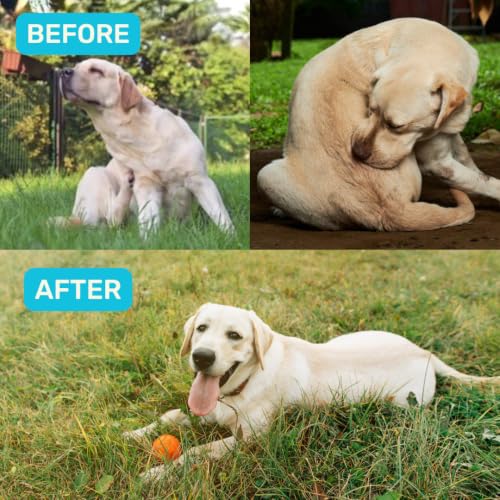 Image of Absolut Pet Probiotic Gut Health Powder for Dogs | 90 Servings
