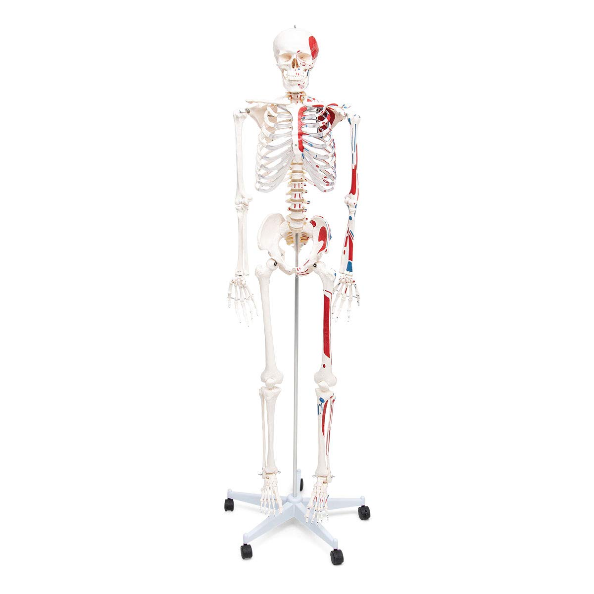 Anatomía Elemental Modelo de Esqueleto – Esqueleto Humano a Tamaño Real de PVC Duradero con Articulaciones Móviles, Inserciones y Orígenes Musculares Pintados a Mano, Soporte con Ruedas